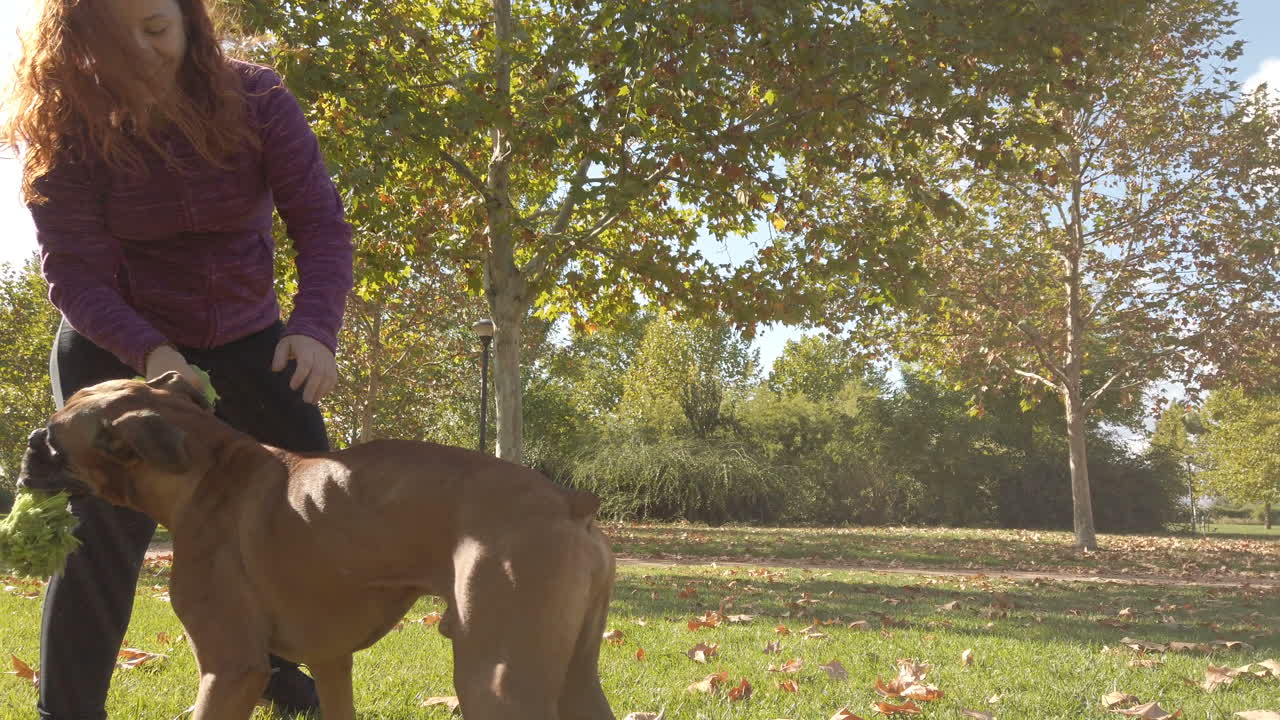 Young woman playing with a dog. Brown boxer dog
