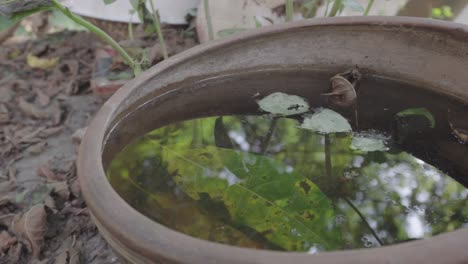 Mückenlarven-Im-Wassertank