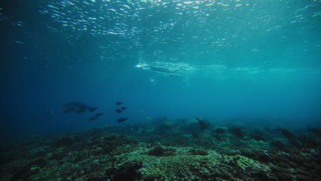 underwater surfing in a coral reef