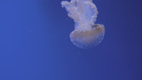 white spotted jellyfish swimming