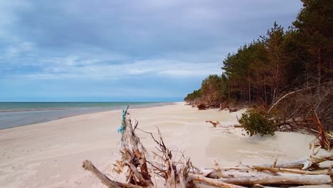 aerial view of baltic sea coast on a sunny day, steep seashore dunes damaged by waves, broken pine trees, coastal erosion, climate changes, low wide angle ascending drone shot moving forward