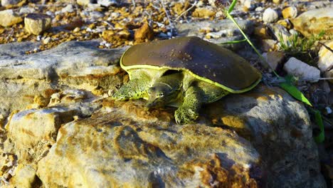 video de una tortuga de cáscara blanda espinosa masculina adulta en una repisa de roca