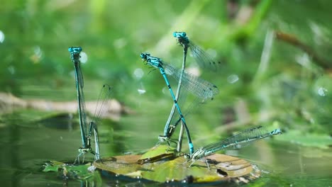 Grupo-De-Libélula-Azul-Damselfly-Apareándose-Unidos-Entre-Sí-En-Hojas-Caídas-Flotando-Sobre-El-Agua,-Dos-Vuelan-Lejos,-Primer-Plano-Macro-Estático,-Día