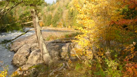 Impresionante-Escena-Brillante-Y-Hermosa-De-Un-Bosque-Mixto-En-Otoño-Con-Todos-Los-Tonos-De-Colores.