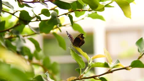 Der-Commodore-Schmetterling-Im-Garten-Sitzt-Auf-Einem-Grünen-Blatt-In-Der-Nähe-Eines-Weiß-Gerahmten-Hausfensters