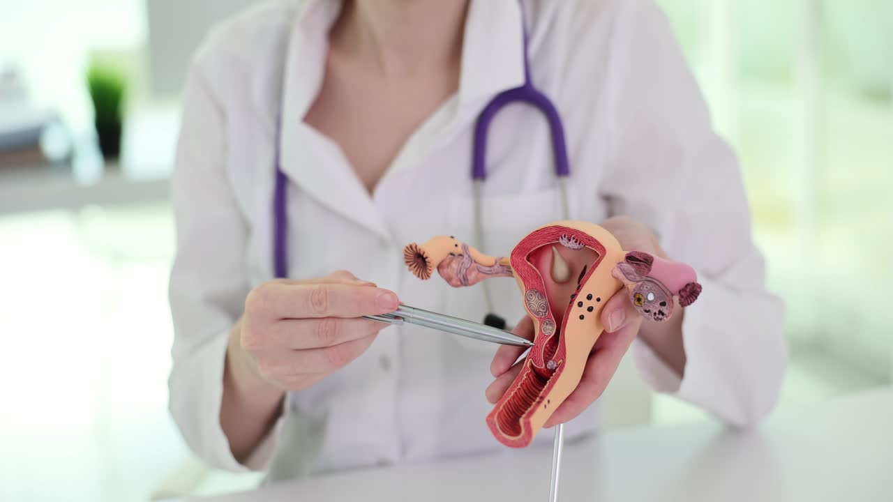 Specialista donna dimostra un modello di utero artificiale