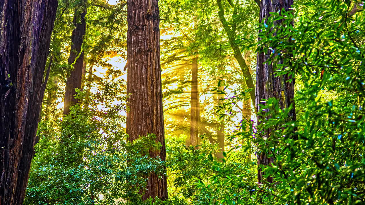 방울이 숲을 고, 비가 내린 습한 날에 나무 나무를 는 시간 경과