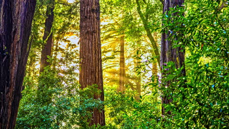 timelapse of sun rays breaking through woods in forest, redwood trees on humid day after rain