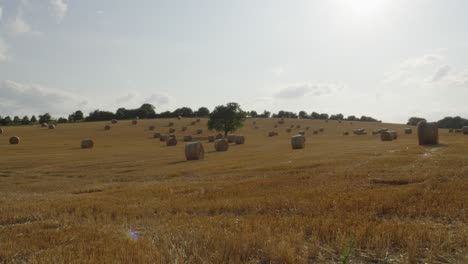 Trucking-pan-showcases-rolling-hill-landscape-spread-with-round-hay-bales-on-sunny-day