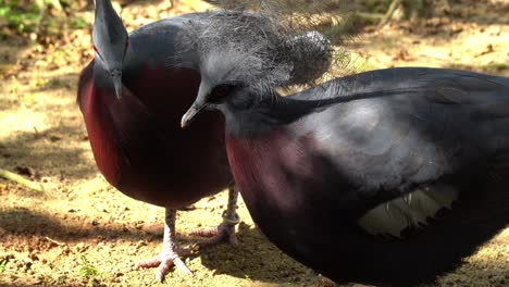 Maroon-breasted-Crowned-Pigeon-with-tag-on-leg