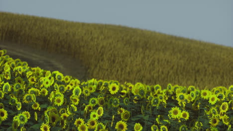 sunflowers bloom in a vibrant field beneath a clear sky in summer