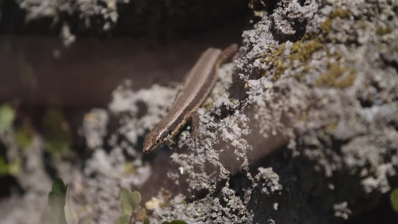 태양을 잡으러 나가는 졸린 도마뱀