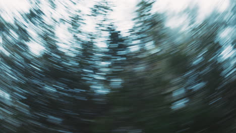 nature, spinning circle and trees in forest