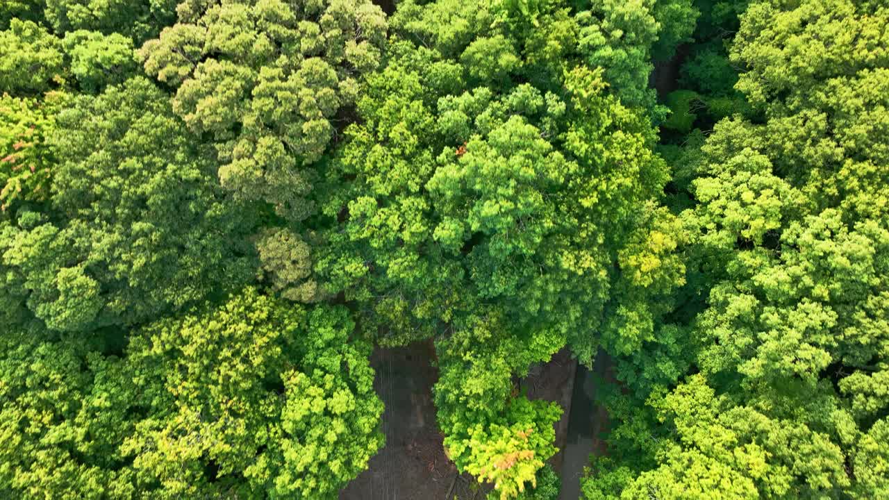 seguimiento aéreo de la trayectoria de las líneas eléctricas en el bosque