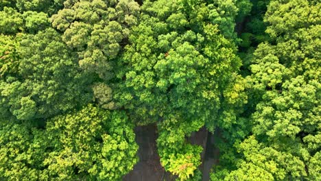 seguimiento aéreo de la trayectoria de las líneas eléctricas en el bosque