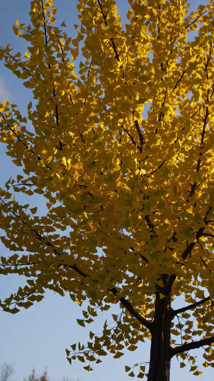 Upward angle captures vibrant yellow leaves against a clear blue sky, ideal for a nature-themed