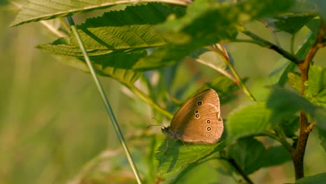 brown butterfly on leaves