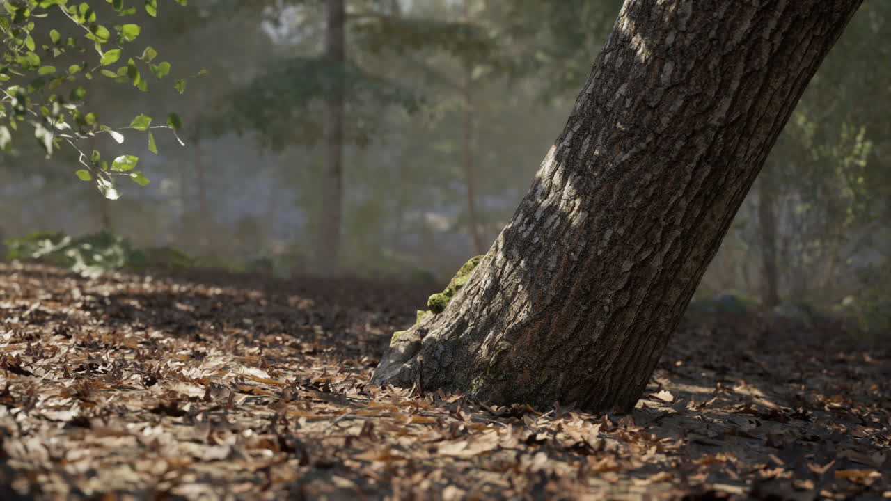 primer plano de un tronco de árbol en un bosque
