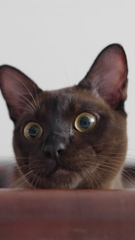face of a pretty brown cat at home. lovely domestic pet sitting on sofa and looking on camera. portrait of adorable burmese kitten with large eyes. vertical video