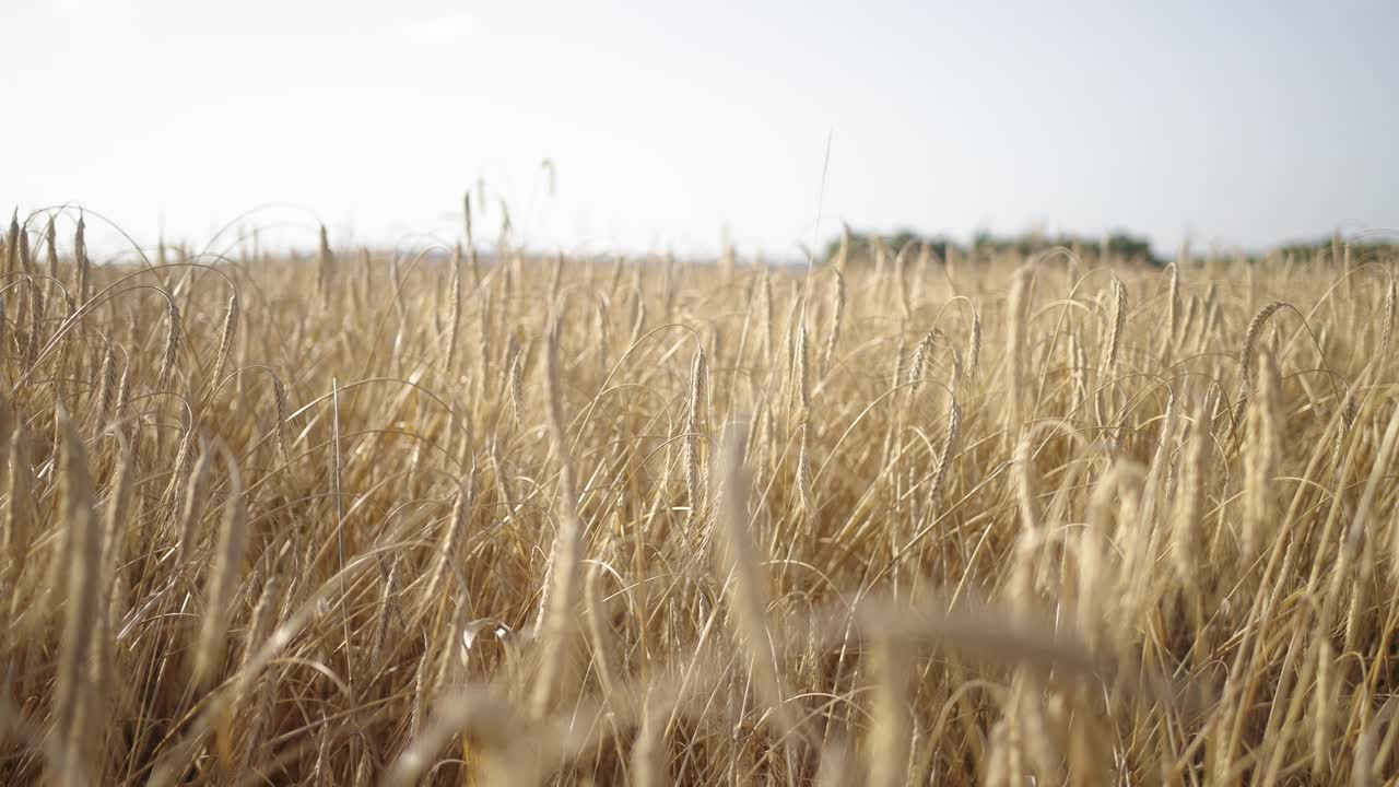 Whispering Wheat: Windswept Fields in Summer Light