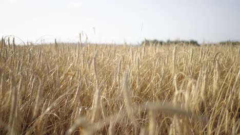 el trigo susurrando: campos azotados por el viento en la luz del verano