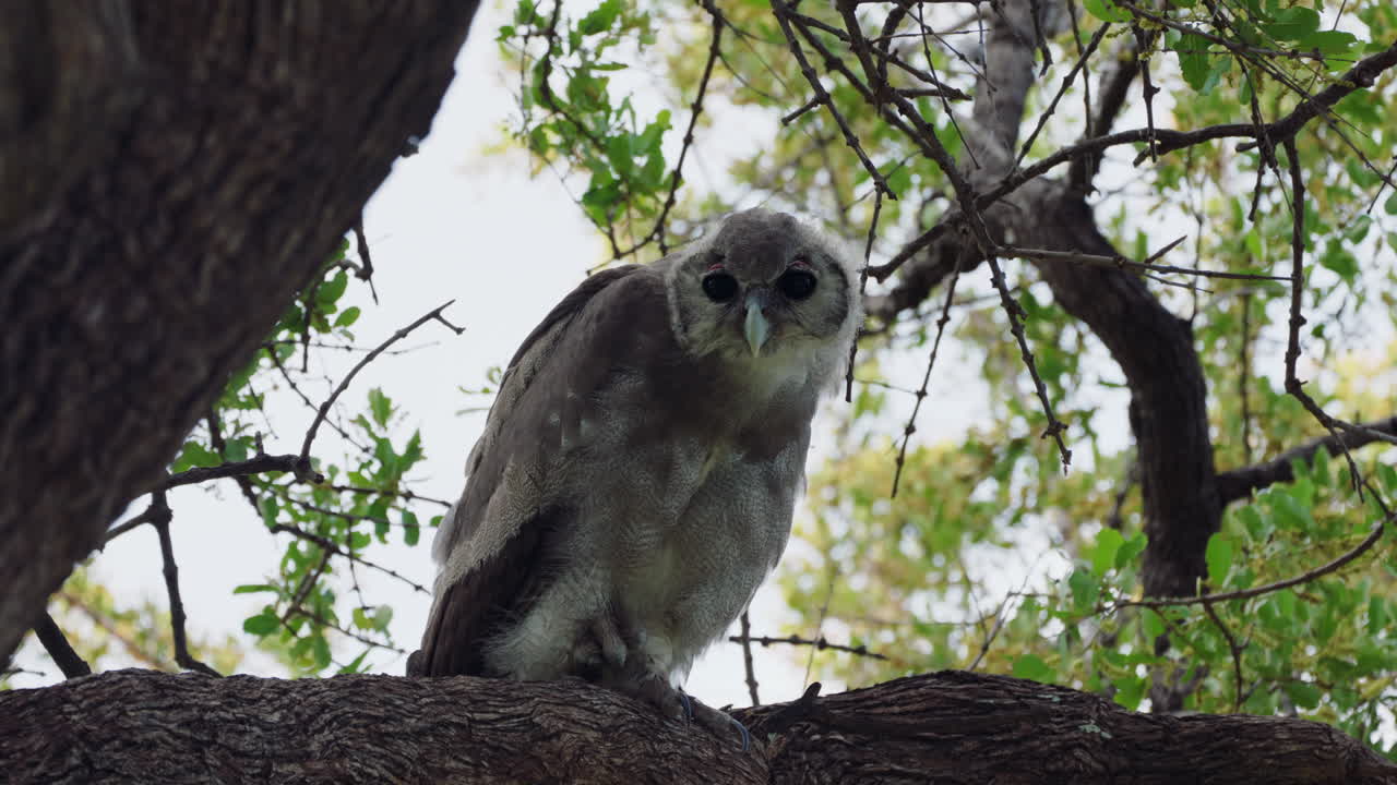 Verreaux's Eagle-owl - Milky Eagle Owl Sitting On Branch Of Tree In Khwai, Botswana- low angle
