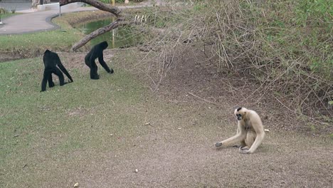 tourists-throw-bananas-to-funny-black-and-white-macaques