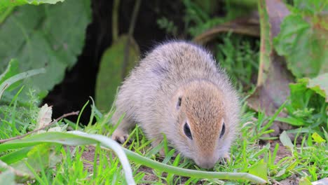 La-Ardilla-Terrestre-Del-Cáucaso-De-Montaña-O-La-Ardilla-Terrestre-De-Elbrus-(spermophilus-Musicus)-Es-Un-Roedor-Del-Género-De-Las-Ardillas-Terrestres.