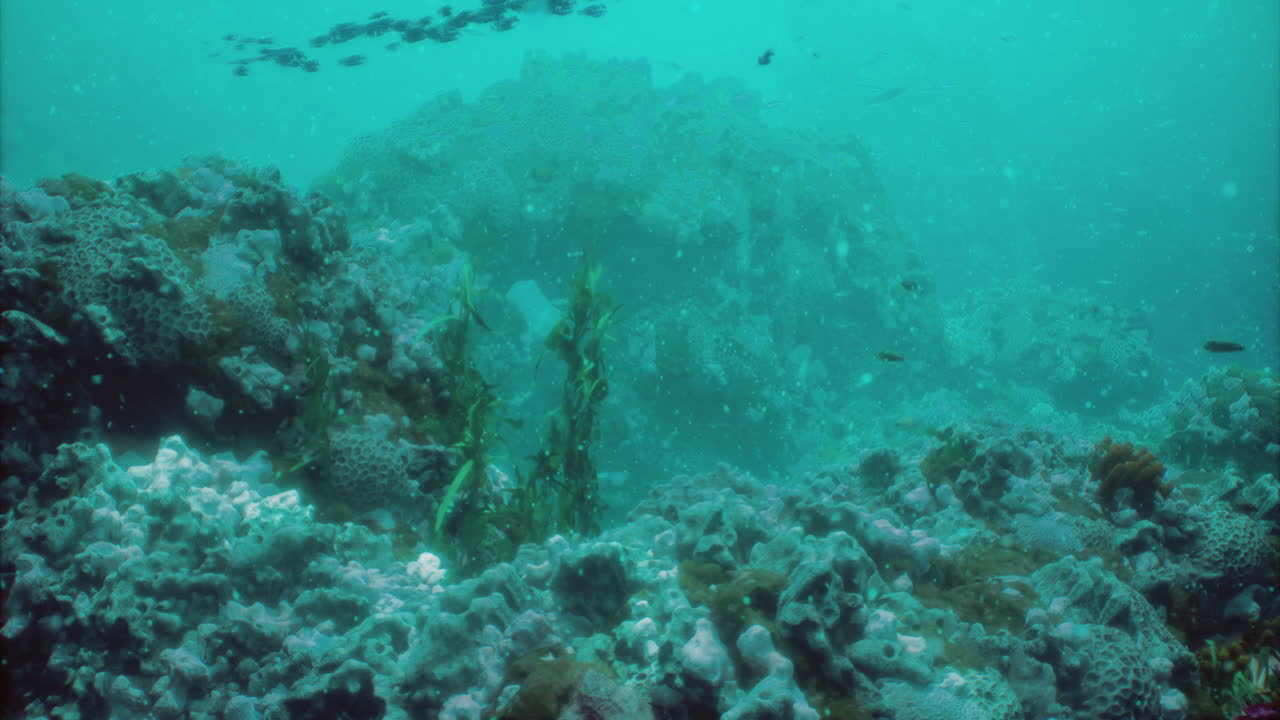 Explore the vibrant underwater world bustling with life and coral reefs