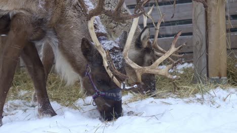 two farm reindeers eating hay in norway while snowing