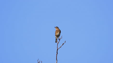 a brown and white colored thrush on a treetop with a blue sky background