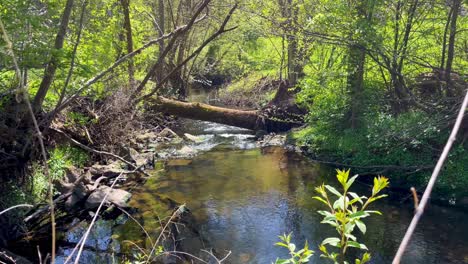 Close-view-of-stream-flowing-continuously-through-thick-forest-on-sunny-summer-day