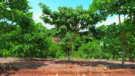 Side view of plantation and sky blue