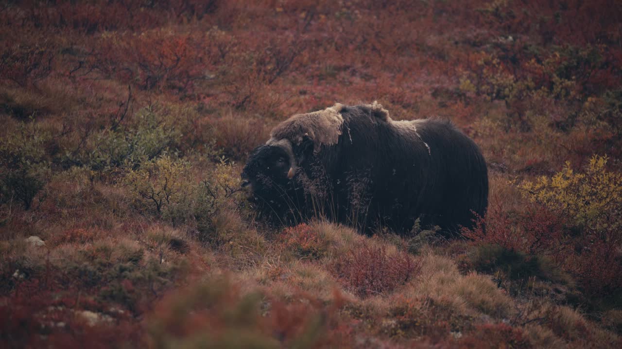 toro de buey almizclero alimentándose de tundra en dovrefjell, noruega en otoño - ancho