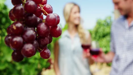 Couple-toasting-glasses-of-wine-in-vineyard