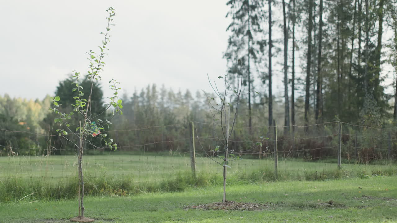 Two newly planted apple trees standing in an open field, surrounded by a rural landscape.