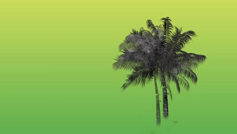 monochrome palm tree 4k