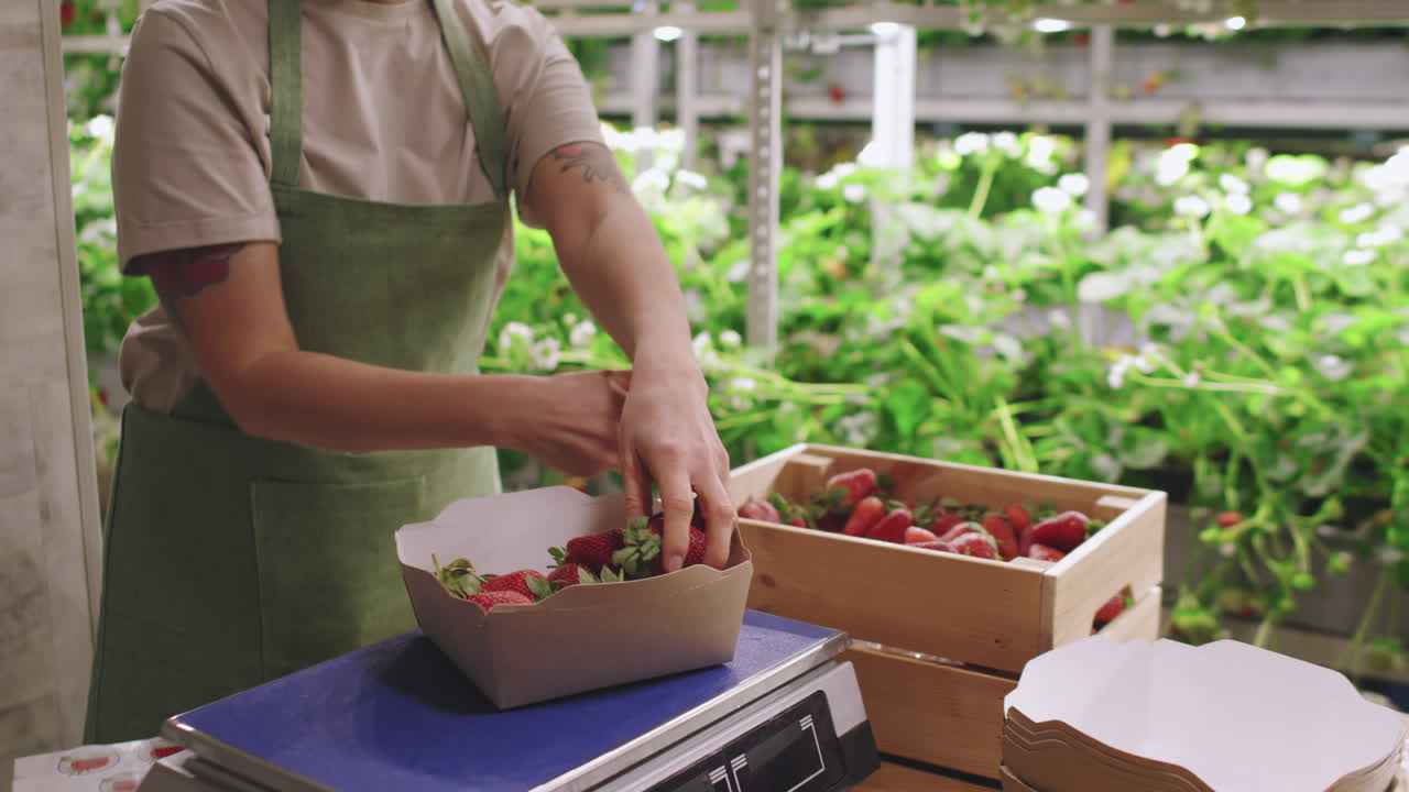 Harvesting Strawberries