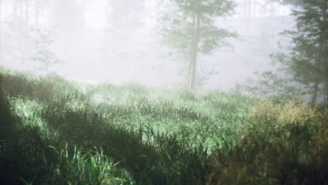misty morning on a serene grassy landscape with trees in the background