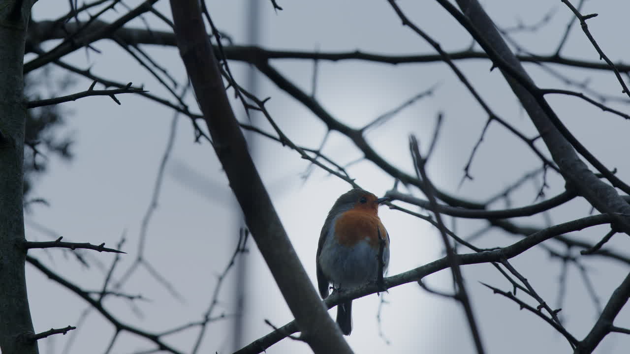 la hembra del petirrojo europeo se alza en una rama del árbol, haciendo un zoom lento en la toma
