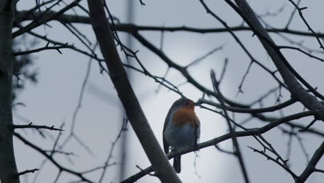 European-robin-female-perched-on-a-tree-branch,-slow-zoom-in-shot