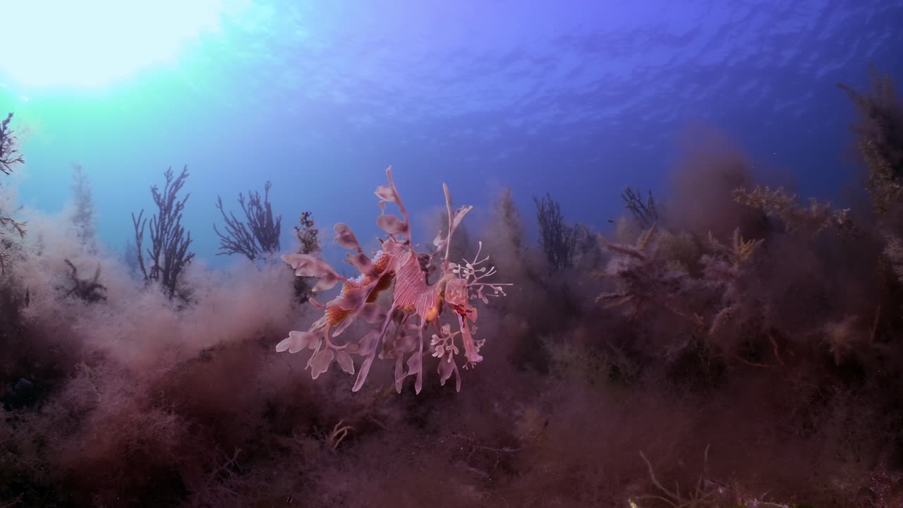 dragón de mar frondoso con huevos 4k cámara lenta sur de australia