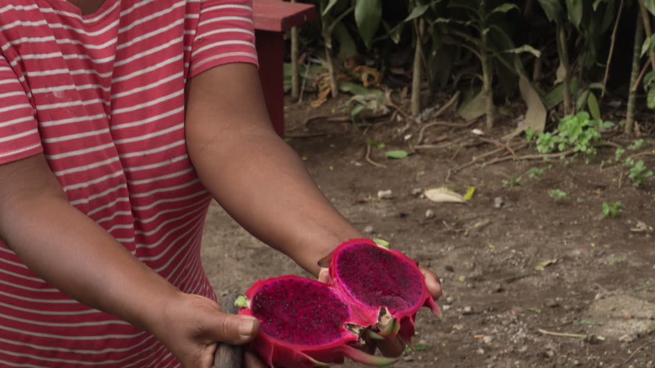 Dragon fruit pitaya tropical vibrant pink sweet, local market seller fresh ripe cactus species