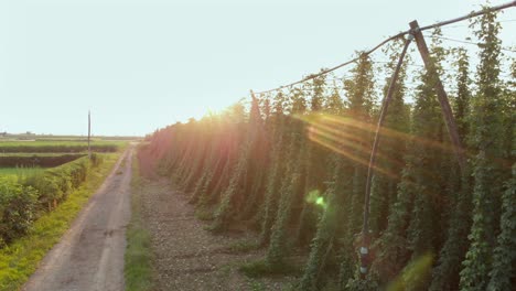 A-big-green-garden-of-hops-growing