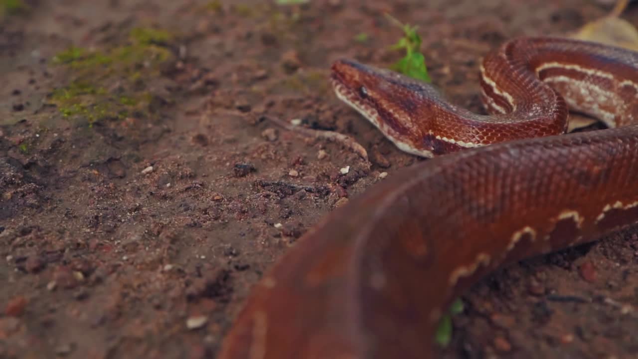 Epicrates cenchria crawling on the dirt in Chapada dos Veadeiros, Brazil, showcasing its vibrant scales and graceful movement in its natural habitat