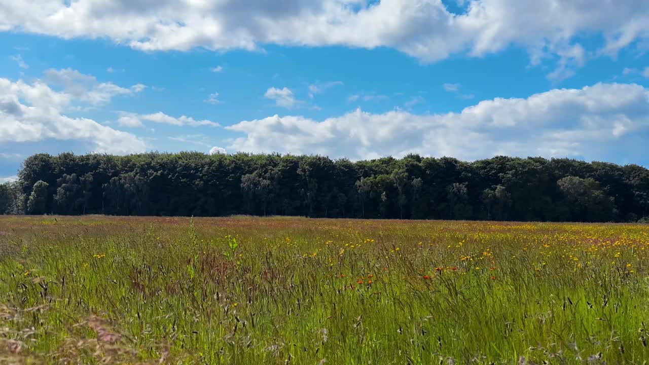 Swaying Green Field Near Woods