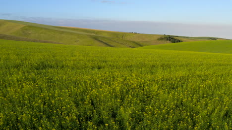 Campos-De-Mostaza-De-Paso-Elevado-En-El-Condado-De-Wallowa,-Oregon