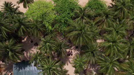 topdown view over tropical trees in são tomé e principe island, africa