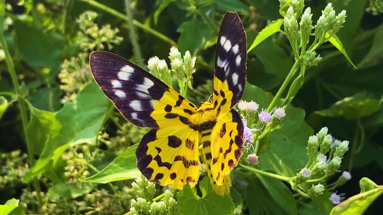 Close-up of colorful False Tiger Moth perched on Siam Weed flowers, surrounded by dense green foliage in sunlight