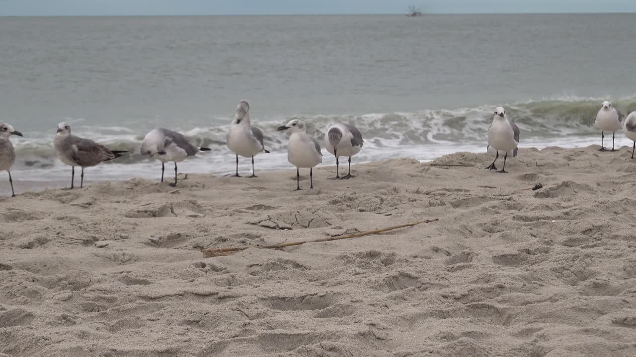 Gaivotas se alinham na beira da maré na Praia Ocean Isle, NC